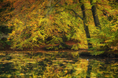Bild-Nr: 11845719 Herbst am Teich Erstellt von: Daniela Beyer