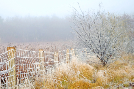 Bild-Nr: 11859985 Winterlandschaft im Nebel Erstellt von: Ostfriese