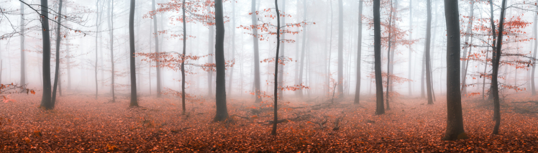 Bild-Nr: 11931642 Herbstwald im Nebel Erstellt von: eyetronic