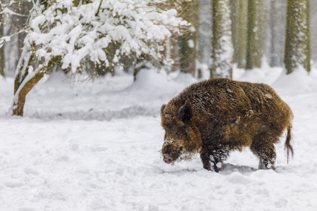 Bild-Nr: 11961446 Wildschwein im Schnee Erstellt von: Daniela Beyer