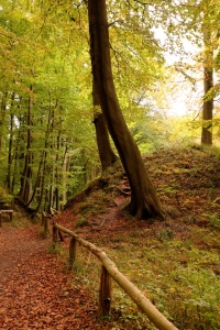 Bild-Nr: 11968787 Herbst im Wald Erstellt von: Ostseestrand