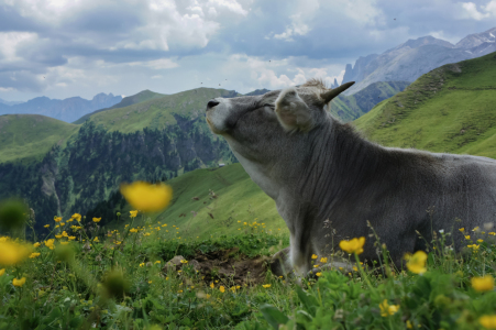 Bild-Nr: 11979261 Kuh in den Dolomiten Erstellt von: MartinaW