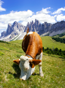 Bild-Nr: 12029236 Südtiroler Kuh vor den Geislerspitzen Erstellt von: MartinaW
