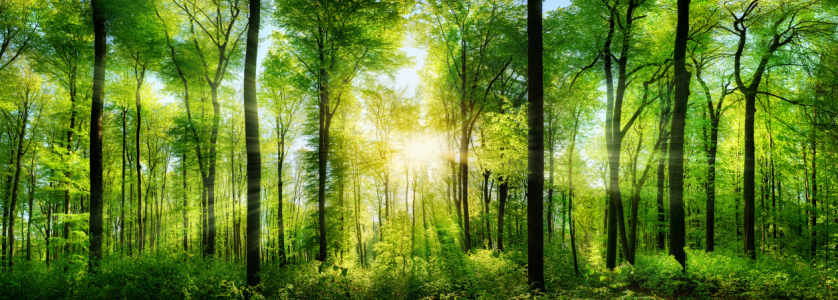 Bild-Nr: 12053346 Wald Panorama mit Sonnenstrahlen Erstellt von: Smileus