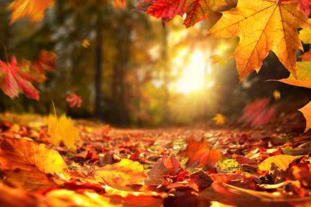 Bild-Nr: 12104481 Fallende Herbstblätter im Sonnenuntergang Erstellt von: Smileus