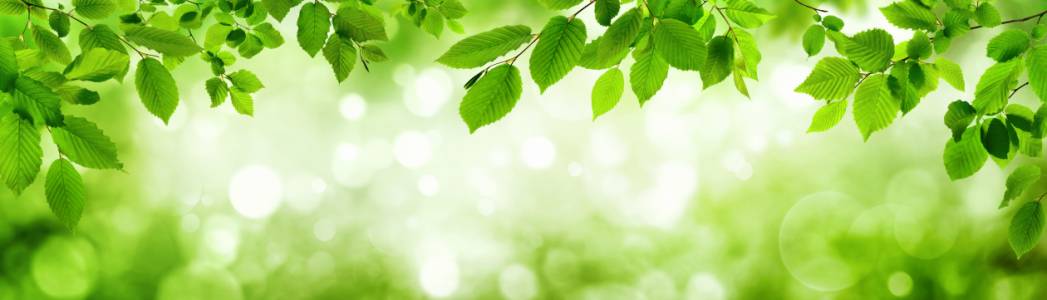 Bild-Nr: 12143293 Grüne Blätter und leuchtender Panorama Hintergrund Erstellt von: Smileus