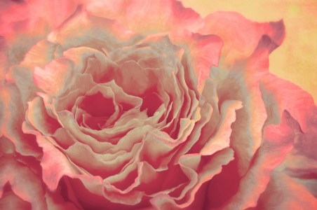 Bild-Nr: 12177029 Beautyful Rose Erstellt von: Angela  Dölling