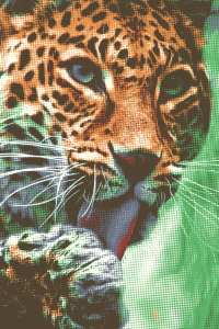 Bild-Nr: 12177034 Leopard Portrait Erstellt von: Angela  Dölling