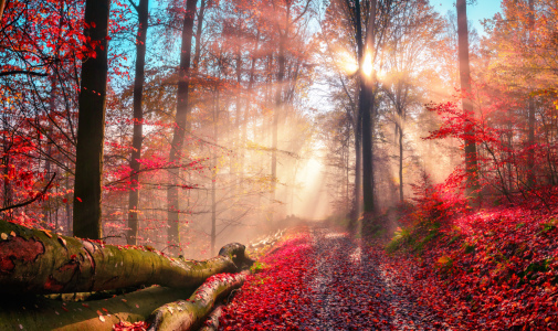 Bild-Nr: 12251237 Stimmungsvoller Herbstwald in verträumten Farben Erstellt von: Smileus