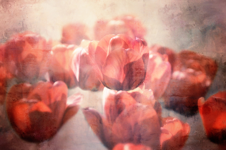 Bild-Nr: 12587355 rote Tulpen Erstellt von: lucyliu