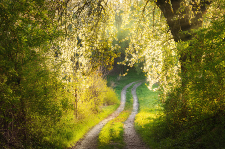 Bild-Nr: 12691561 Verträumte Frühlingslandschaft mit blühenden Baum Erstellt von: Smileus