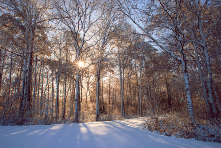 Bild-Nr: 12709235 Winter Wald im Sonnenaufgang Erstellt von: Tanja Riedel