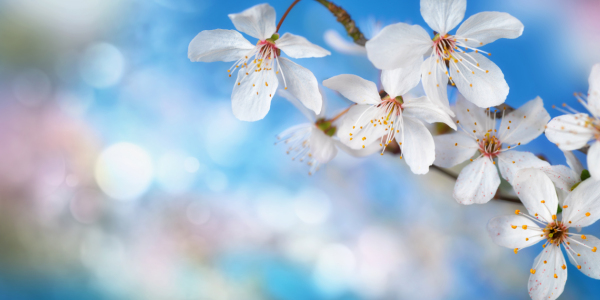 Bild-Nr: 12807123 Zarte weiße Kirschblüten auf blauem Bokeh Erstellt von: Smileus