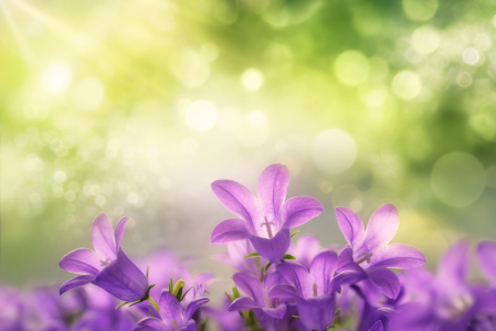 Bild-Nr: 12807451 Lila Glockenblumenblüten mit grünem Bokeh Erstellt von: Smileus