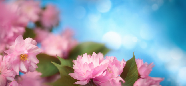 Bild-Nr: 12815443 Wunderschöne rosa Kirschblüten mit blauem Bokeh Erstellt von: Smileus